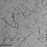 NCC-suspension-AFM-1